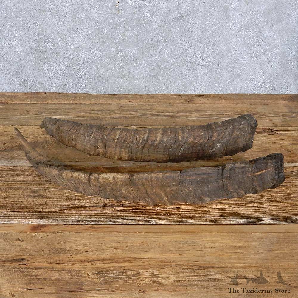 Ibex Horn Set For Sale #14958 @ The Taxidermy Store
