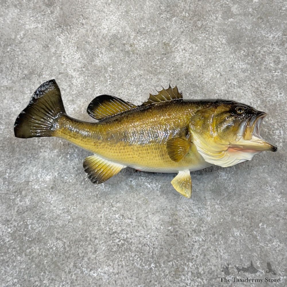 Largemouth Bass Fish Mount For Sale #29914 @ The Taxidermy Store