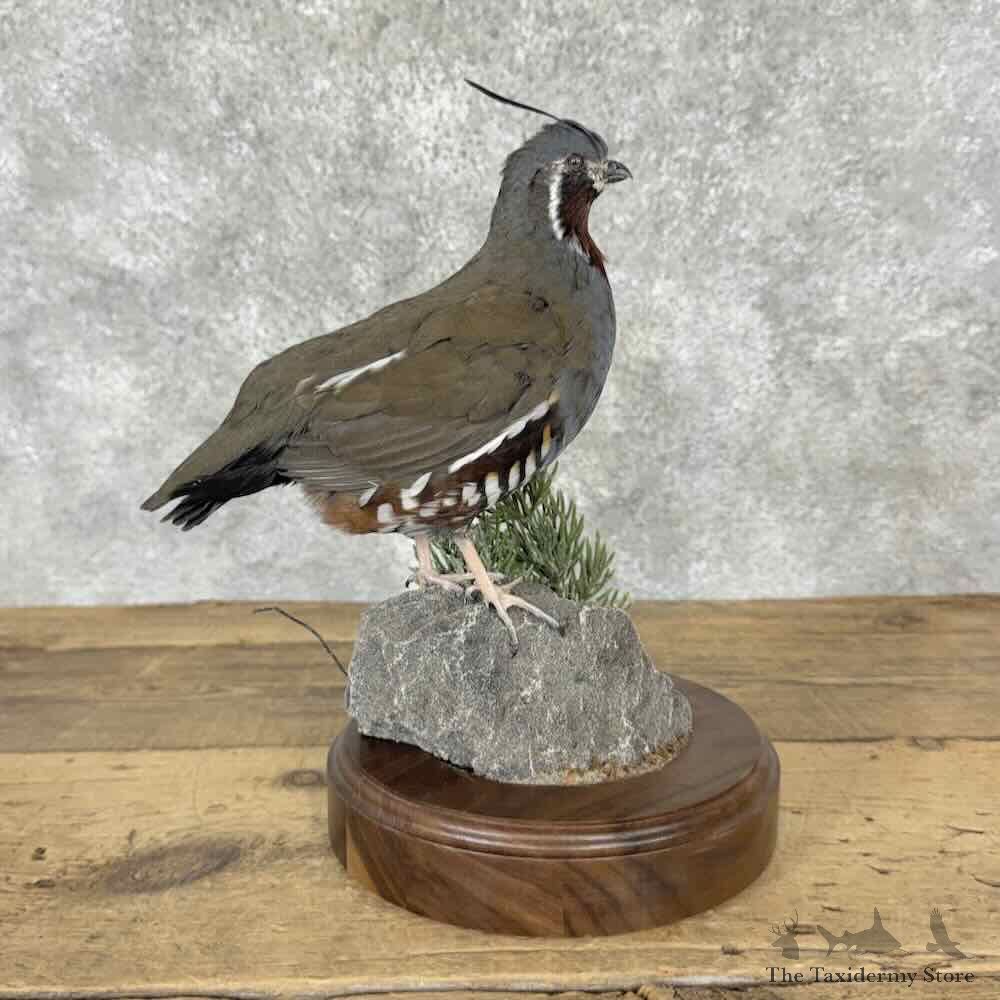 Mountain Quail Bird Mount For Sale #32127 @ The Taxidermy Store