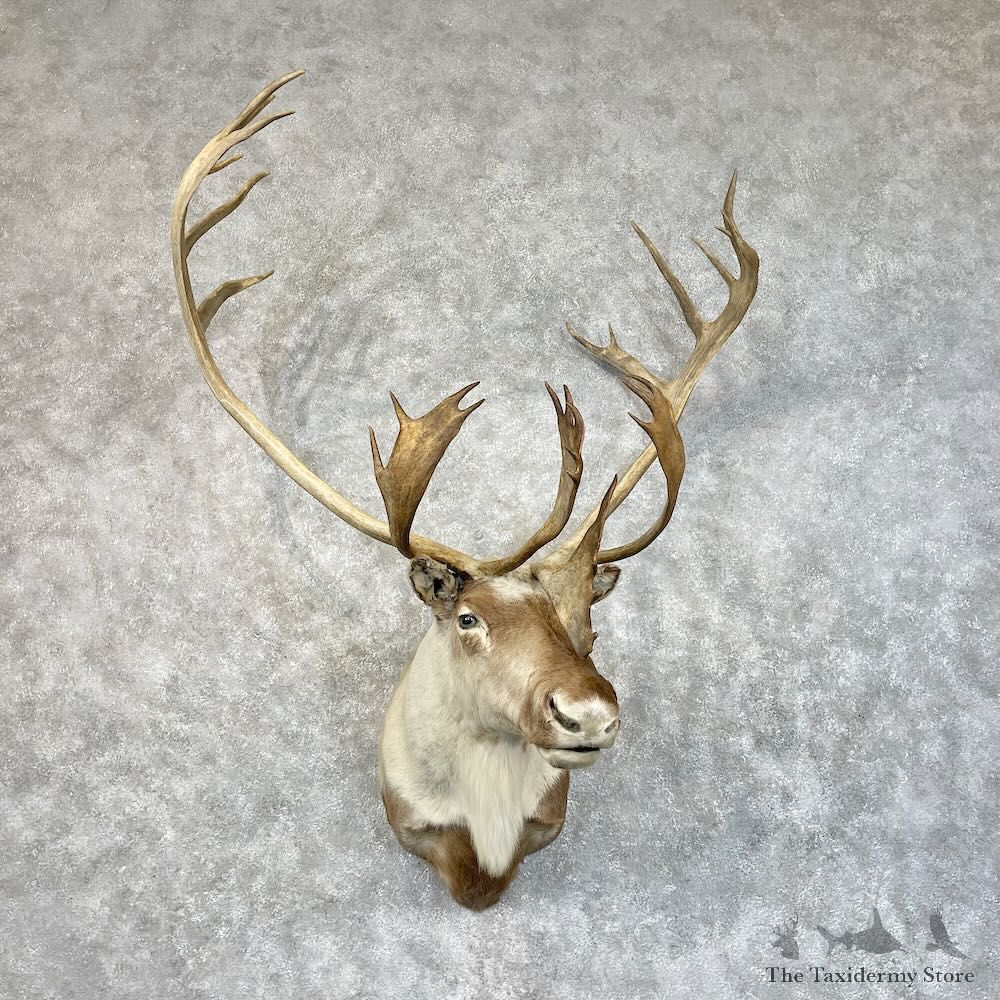 Barren Ground Caribou Shoulder Mount For Sale #28479 @ The Taxidermy Store