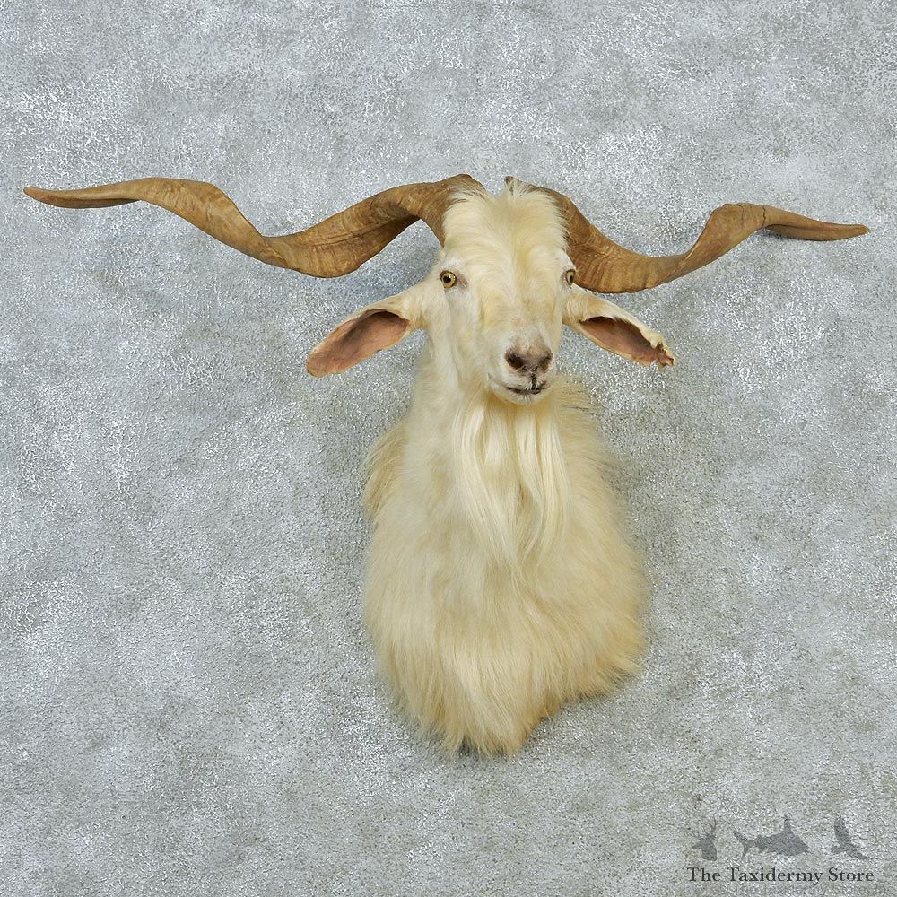 Catalina Goat Shoulder Taxidermy Head Mount #12851 For Sale @ The Taxidermy Store