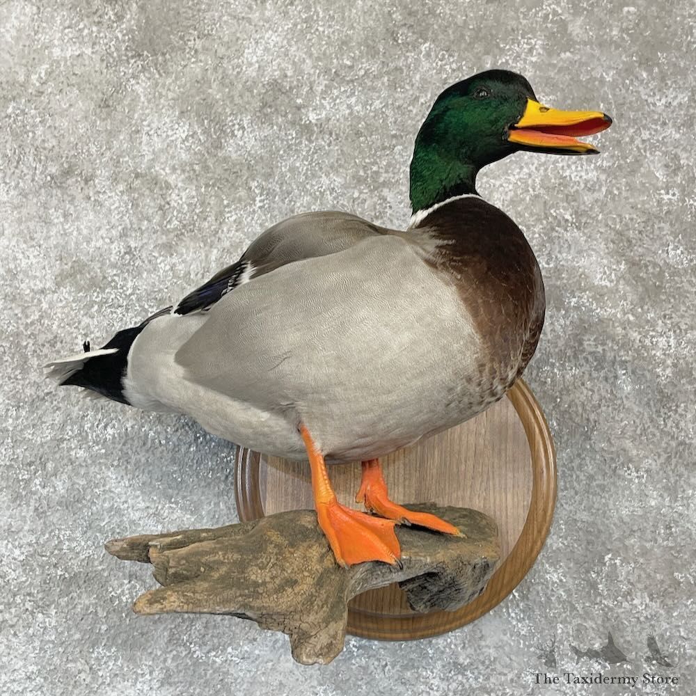 Mallard Duck Drake Bird Mount For Sale #28131 - The Taxidermy Store