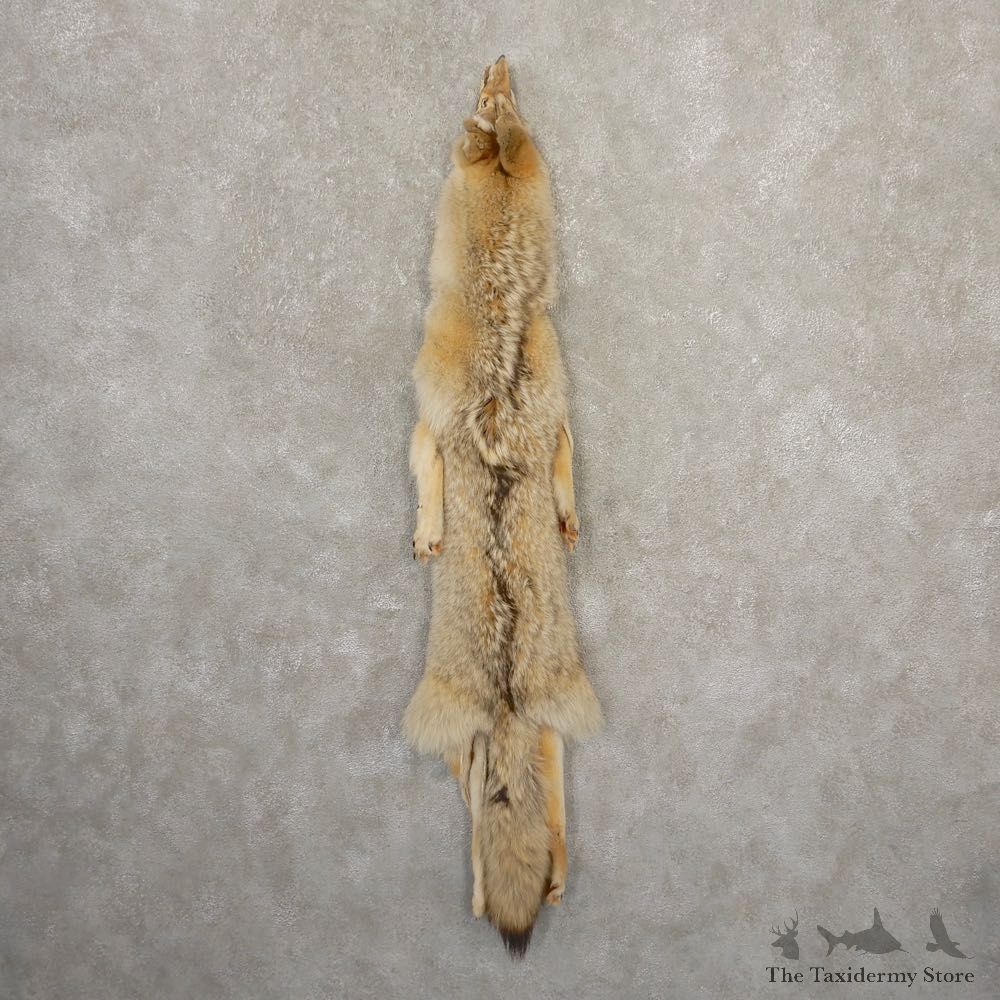 Coyote Tanned Hide For Sale #20675 @ The Taxidermy Store