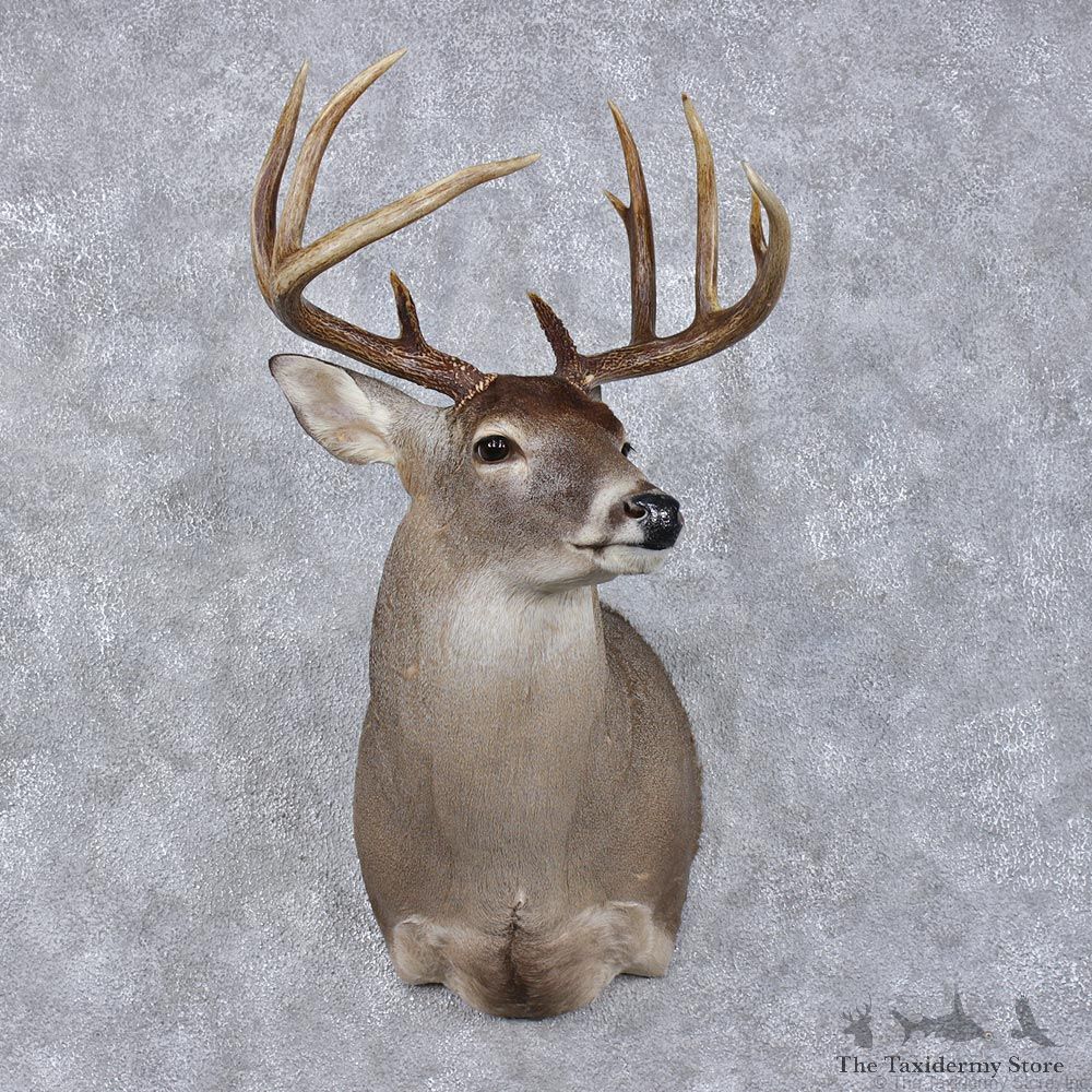 Whitetail Deer Shoulder Taxidermy Head Mount #12491 For Sale @ The Taxidermy Store