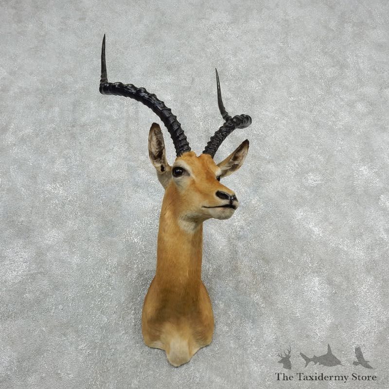 African Impala Shoulder Mount For Sale #18077 @ The Taxidermy Store