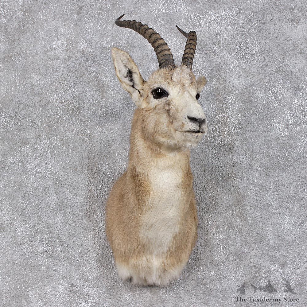 Hillier Goitered Black-tailed Gazelle Shoulder Taxidermy Mount #12464 For Sale @ The Taxidermy Store