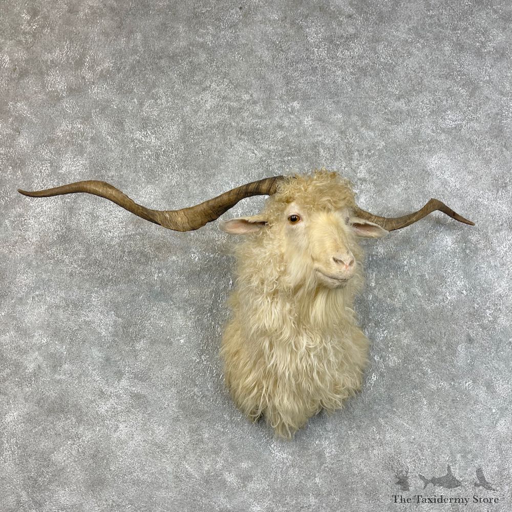 Angora Goat Shoulder Taxidermy Mount For Sale #25738 @ The Taxidermy Store