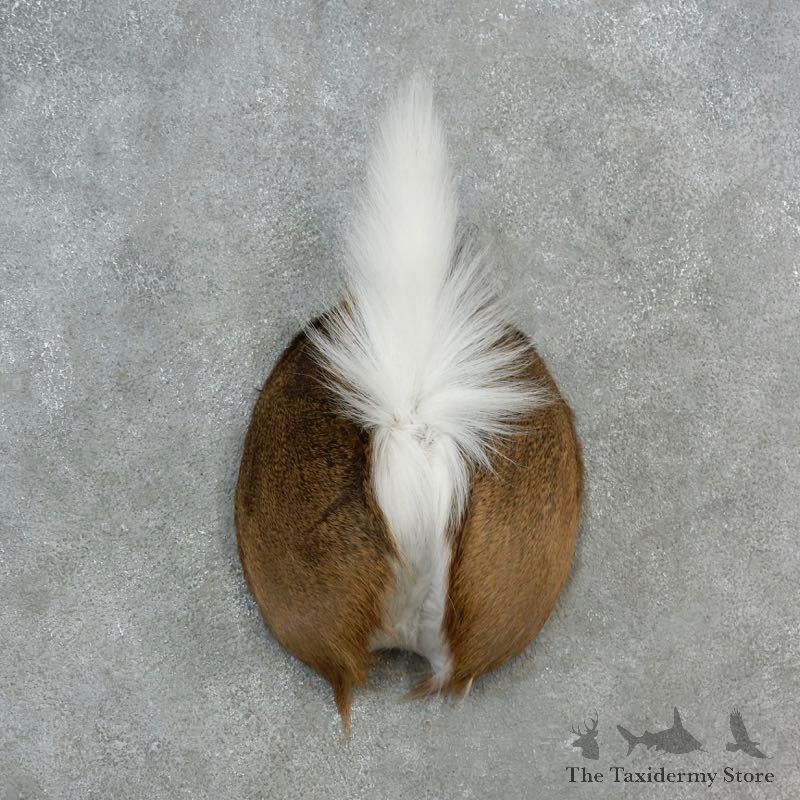 Whitetail Deer Rump Mount For Sale #17148 @ The Taxidermy Store