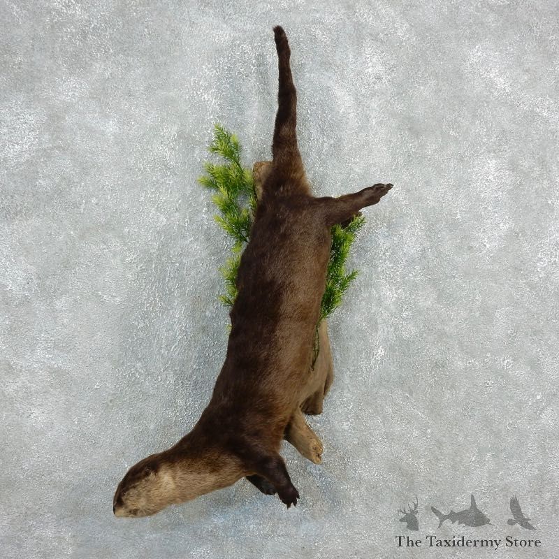 River Otter Life-Size Mount For Sale #17935 @ The Taxidermy Store