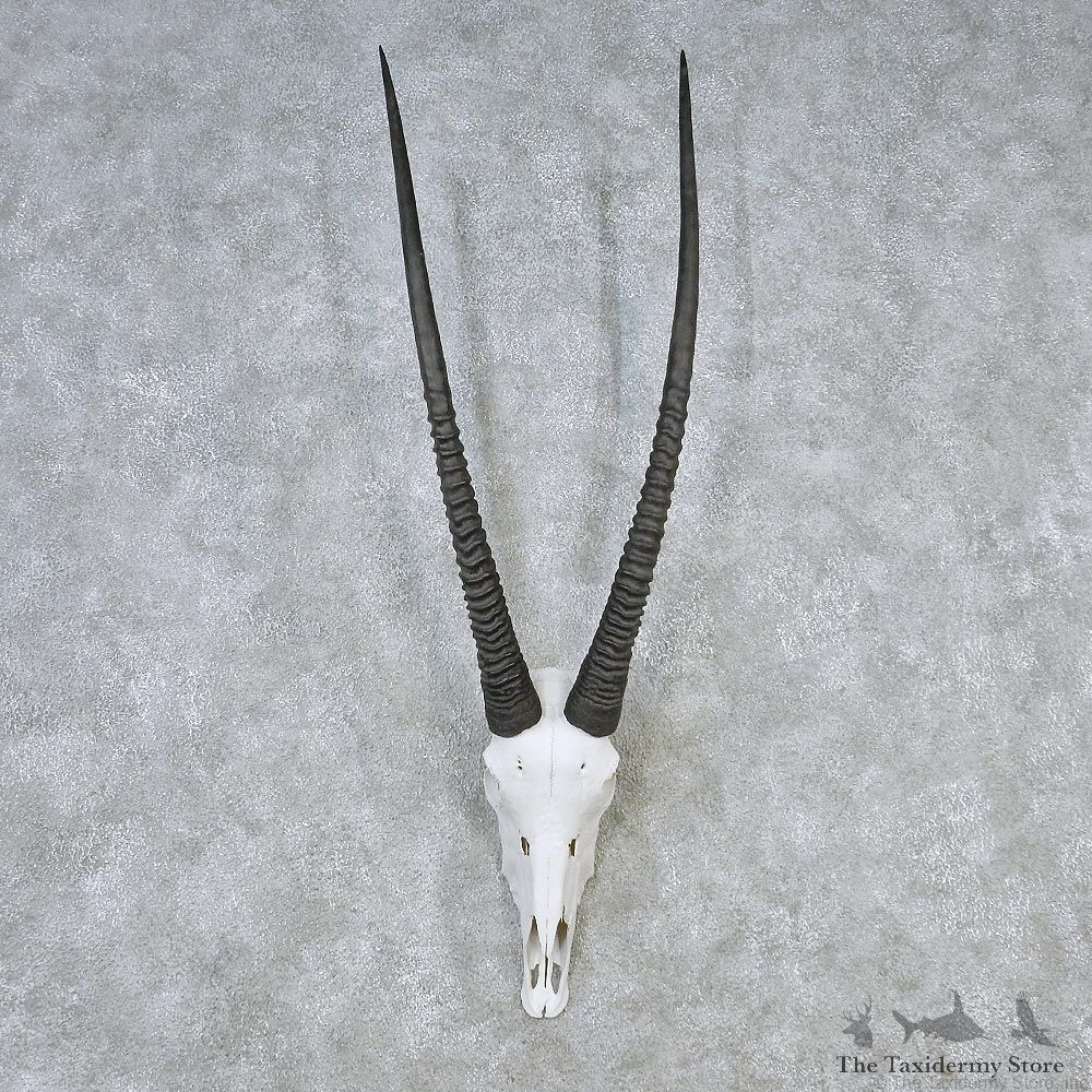 African Gemsbok European Skull Taxidermy Mount #12611 For Sale @ The Taxidermy Store