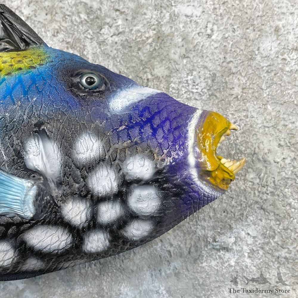 Clown Triggerfish Taxidermy Mount For Sale #27814 @ The Taxidermy Store
