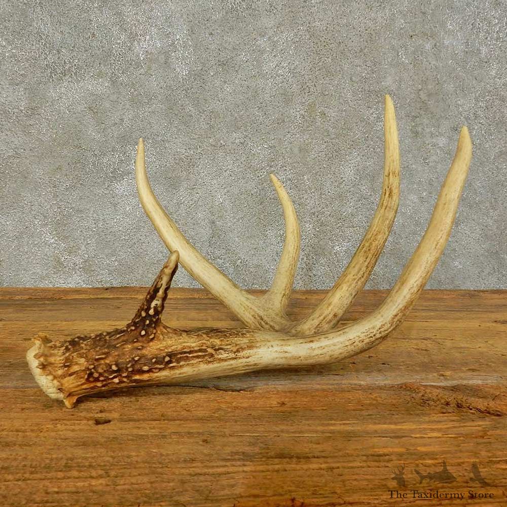 Whitetail Deer Antler Shed For Sale #16449 @ The Taxidermy Store