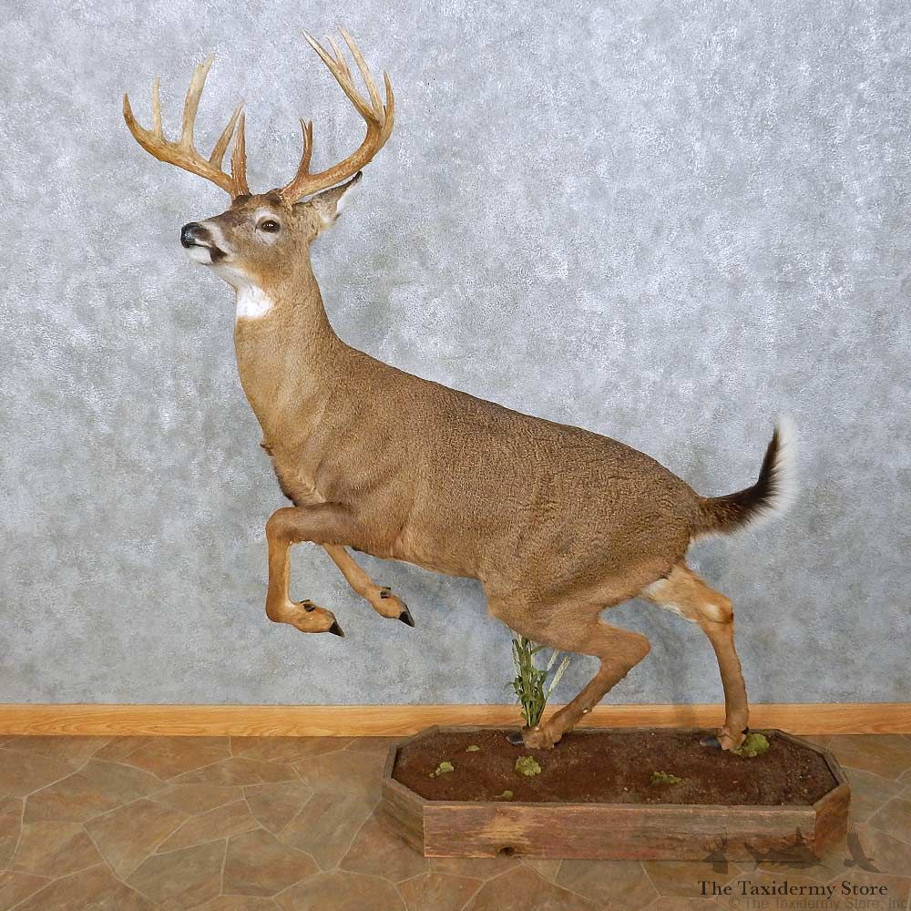 Whitetail Deer Life-Size Mount For Sale #15025 @ The Taxidermy Store