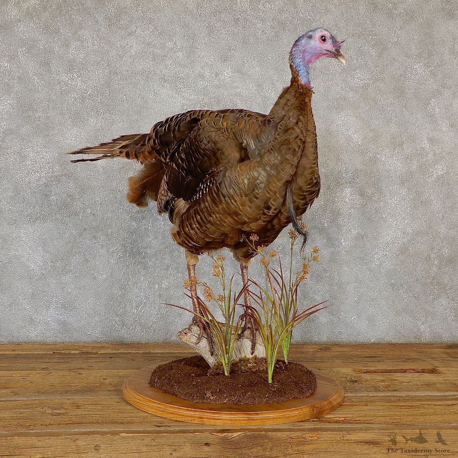 Rio Grande Turkey Flying Life Size Taxidermy Mount #19351 For Sale @ The Taxidermy Store