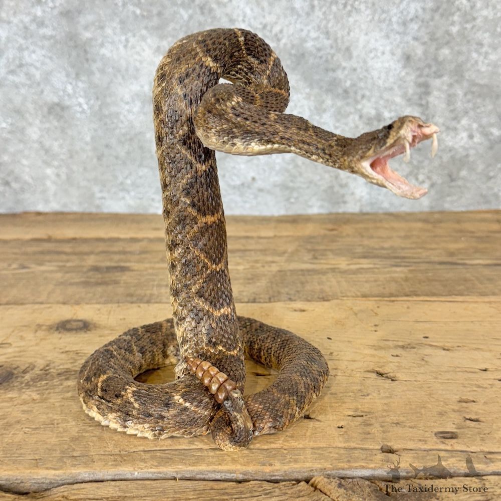 Western Diamondback Rattlesnake Mount For Sale #30059 @ The Taxidermy Store