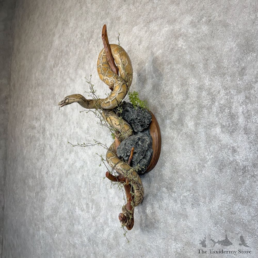 African Rock Python Life-Size Snake Mount For Sale #30154 @ The Taxidermy Store