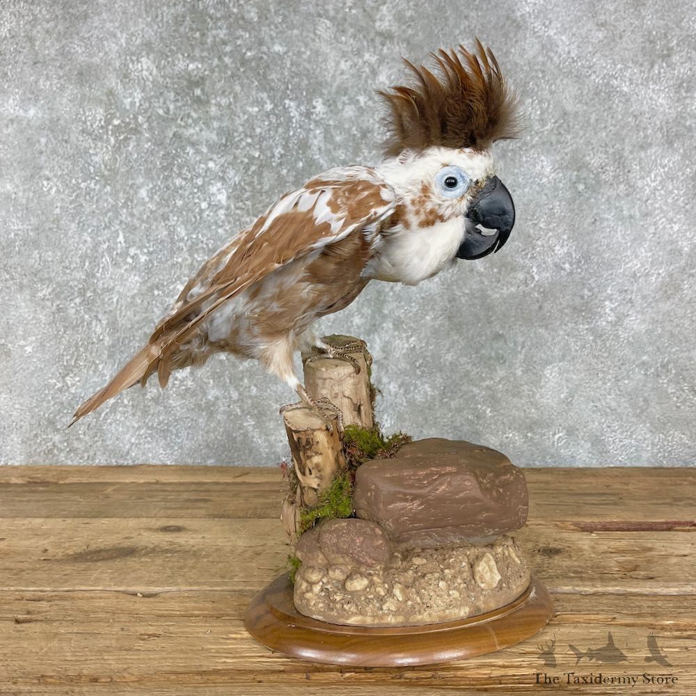 Cockatoo Life Size Taxidermy Mount #25552 For Sale @ The Taxidermy Store