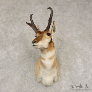 Pronghorn Taxidermy Shoulder Mount #21443 For Sale @ The Taxidermy Store