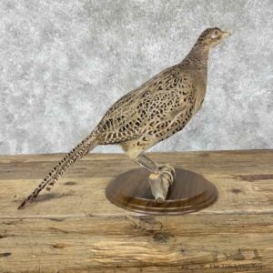 Ringneck Pheasant Hen Bird Mount For Sale #31816 @ The Taxidermy Store