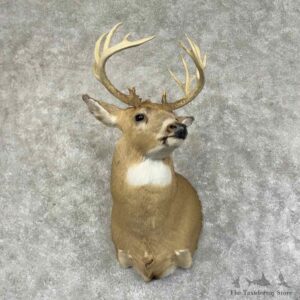 Whitetail Deer Shoulder Mount For Sale #31215 @ The Taxidermy Store