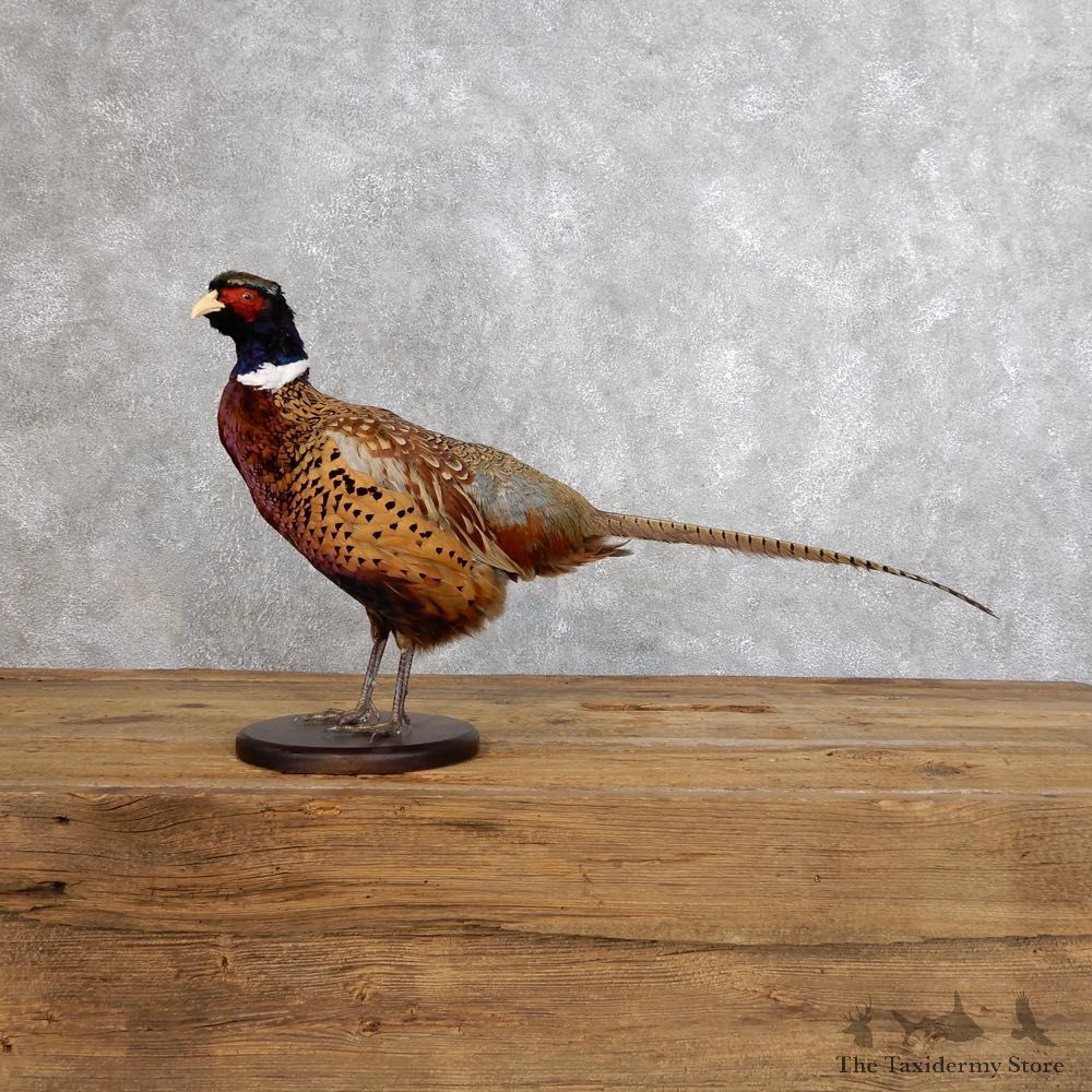 Ringneck Pheasant Bird Mount For Sale #18562 @ The Taxidermy Store