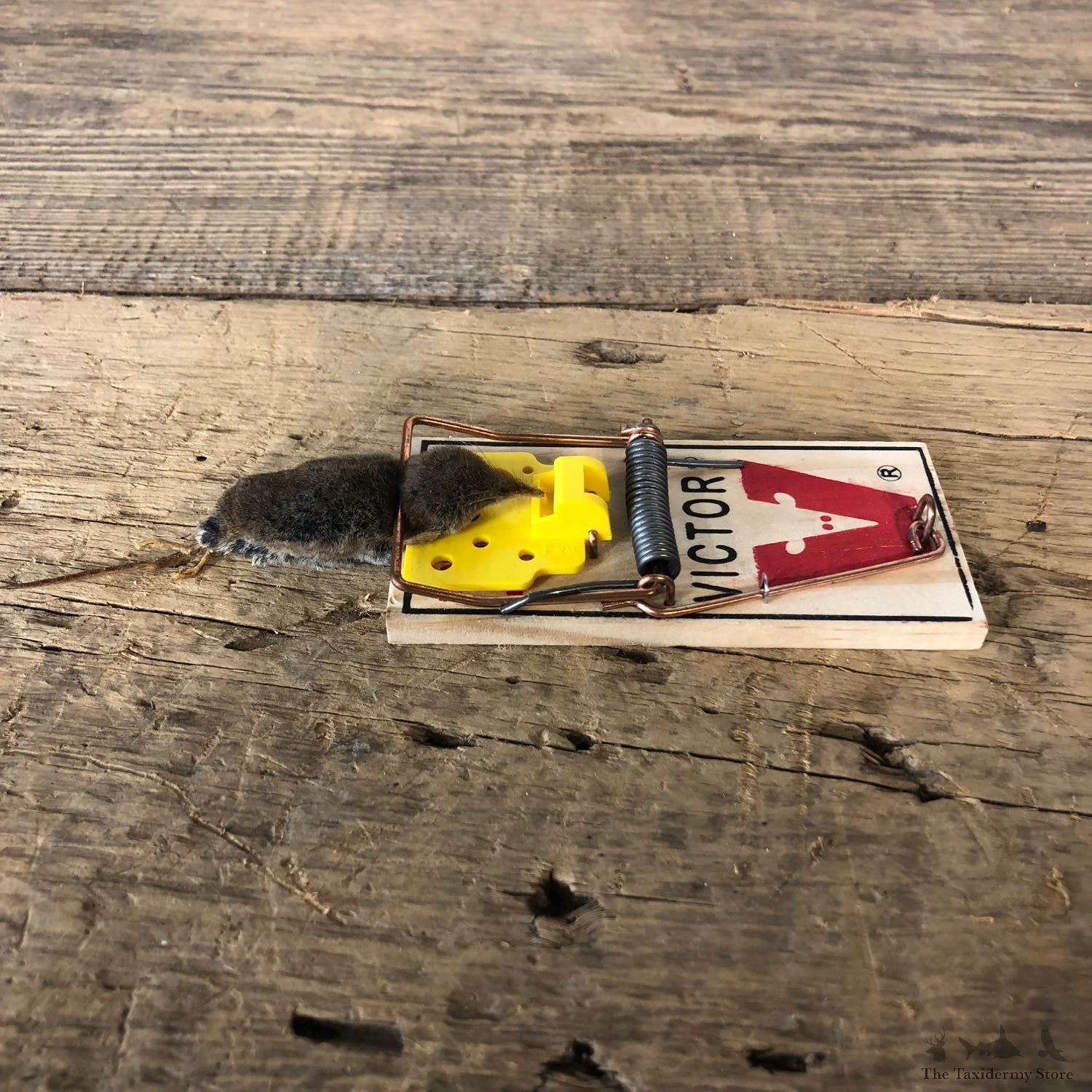 Mole Trap Novelty Mount For Sale #19901 @ The Taxidermy Store