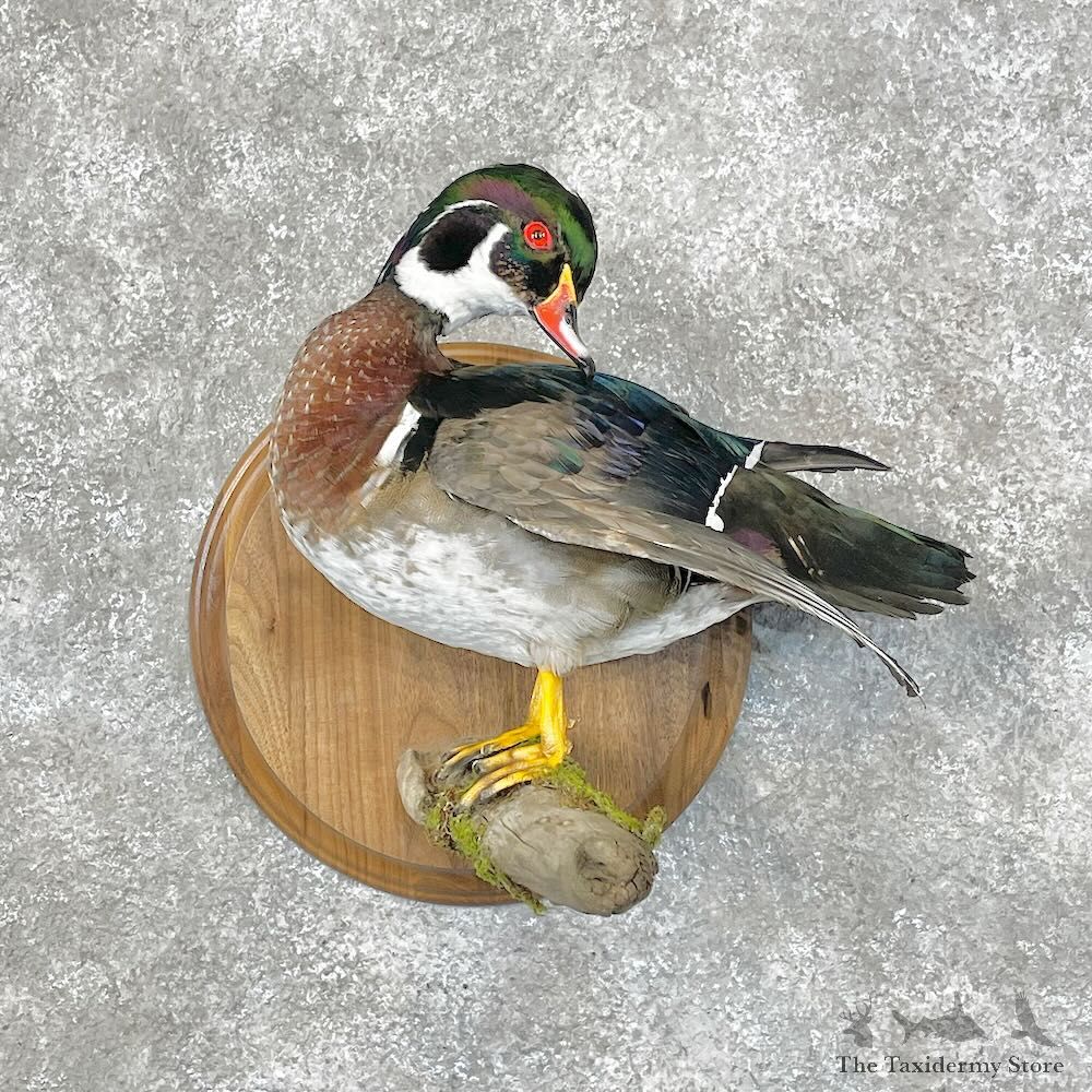 Wood Duck Bird Mount For Sale #28512 @ The Taxidermy Store
