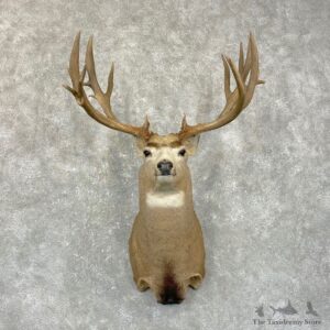 Mule Deer Shoulder Mount For Sale #24945 @ The Taxidermy Store