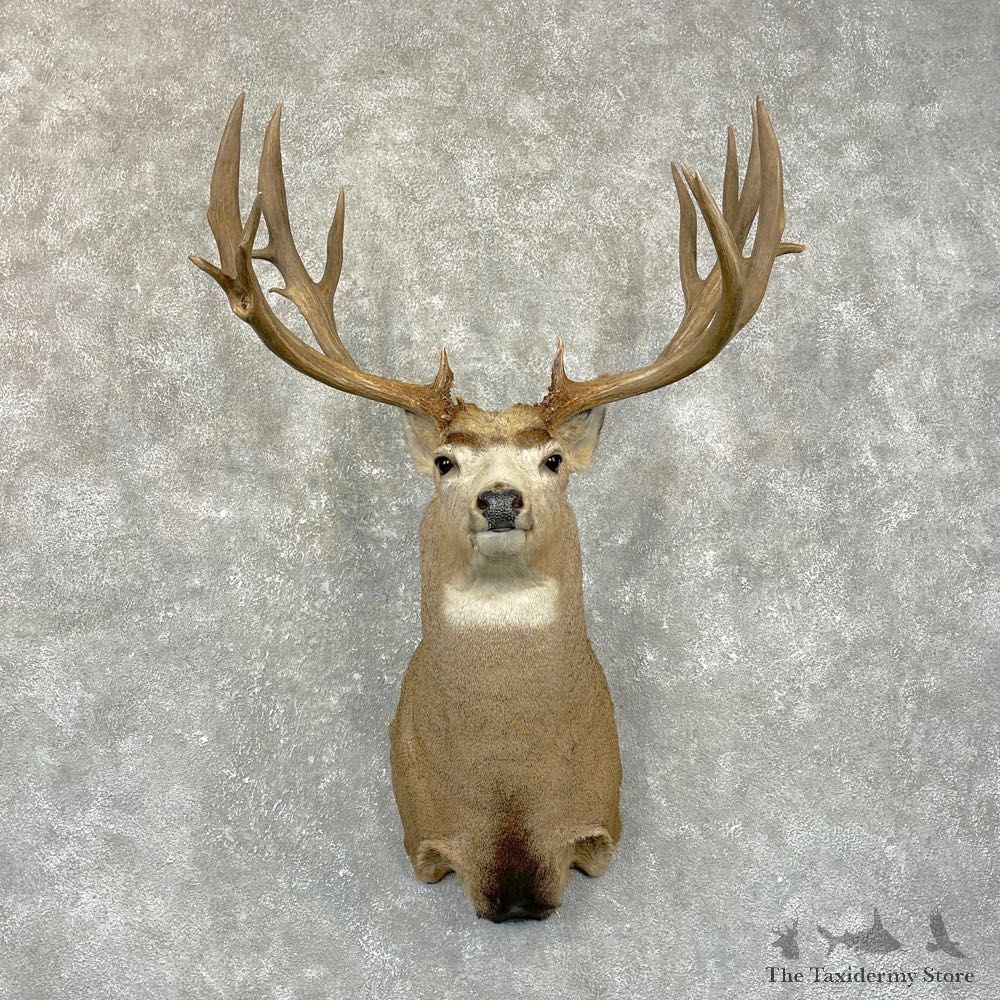 Mule Deer Shoulder Mount For Sale #24945 @ The Taxidermy Store