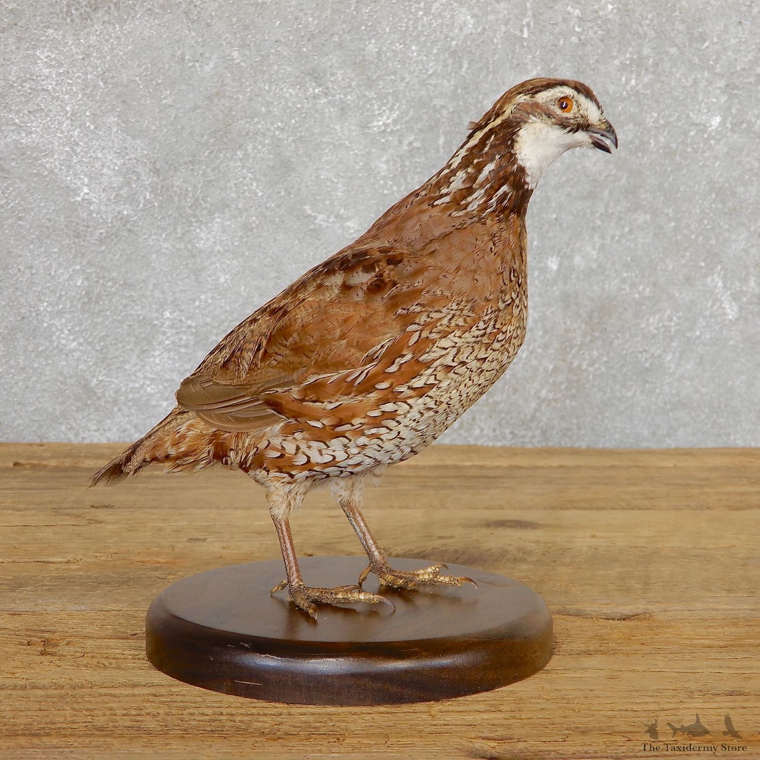 Bobwhite Quail Bird Mount For Sale #19793 @ The Taxidermy Store