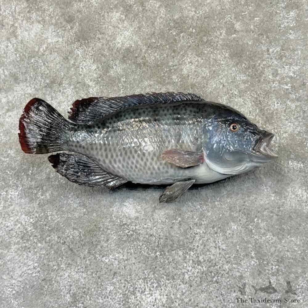 Tilapia Fish Mount For Sale #30892 @ The Taxidermy Store