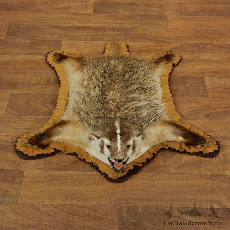 Badger Full-Size Rug Mount For Sale #17882 @ The Taxidermy Store