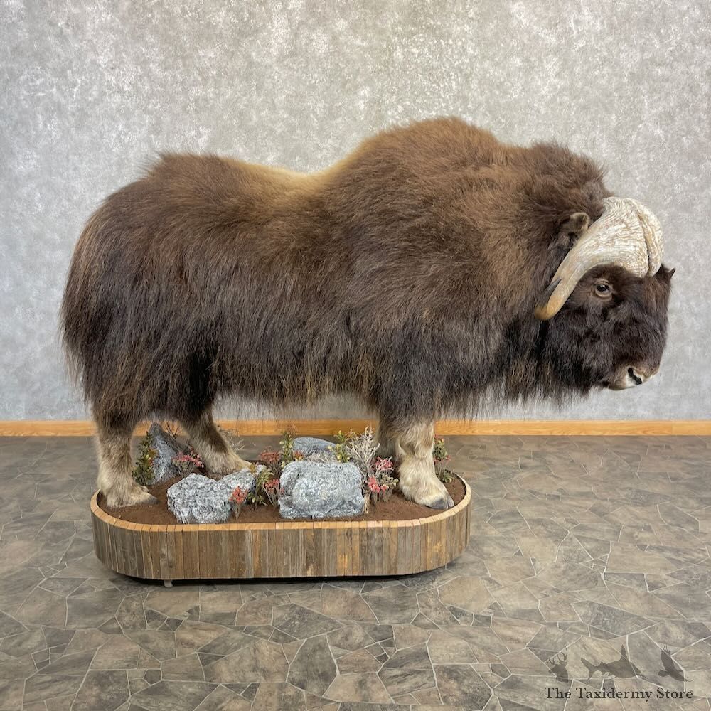 North American Muskox Life Size Mount For Sale #27652 @ The Taxidermy Store