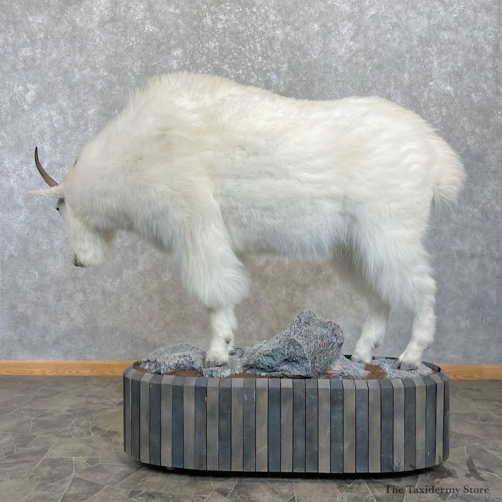 Mountain Goat Life-Size Mount For Sale #27791 @ The Taxidermy Store