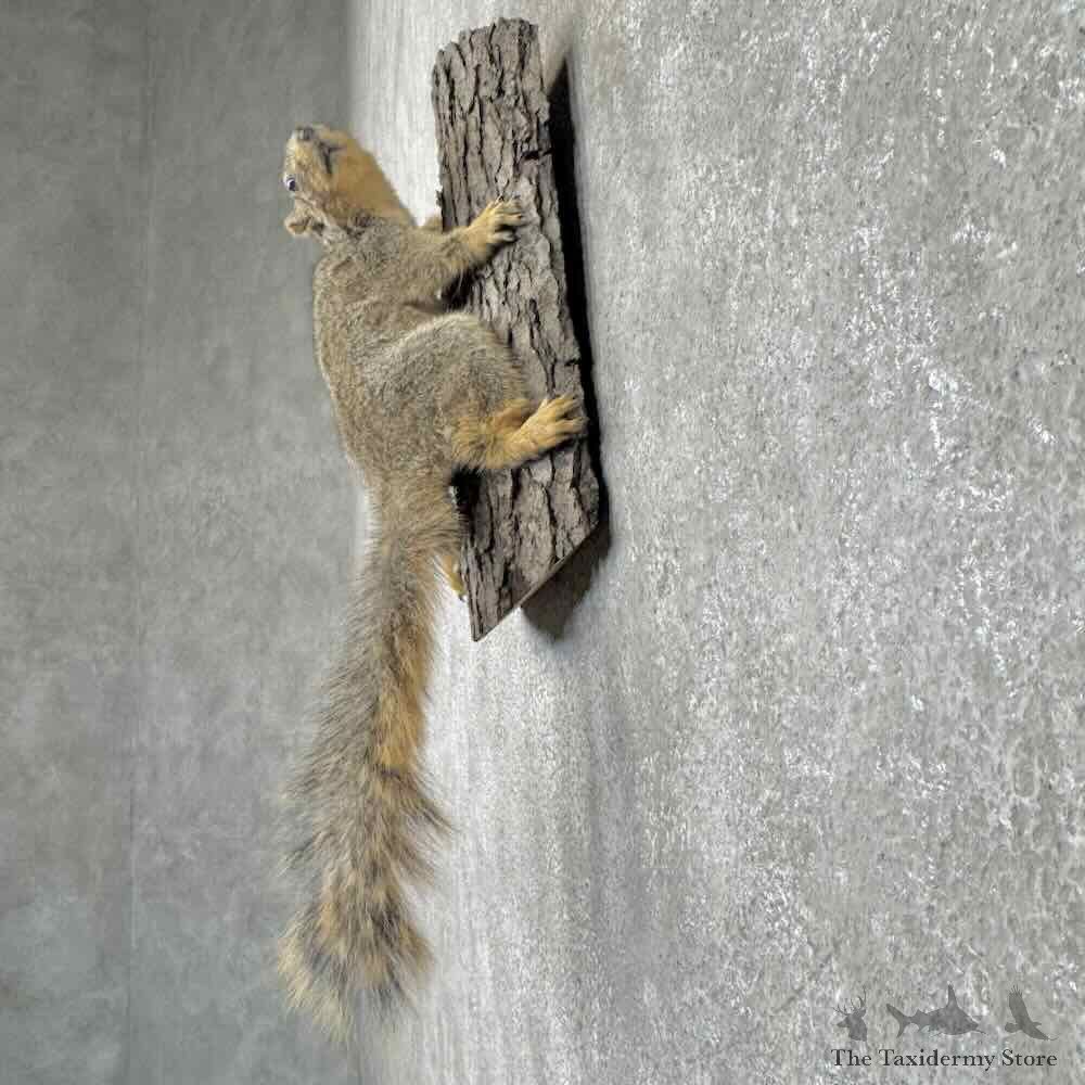 Fox Squirrel Life-Size Mount For Sale #30467 @ The Taxidermy Store