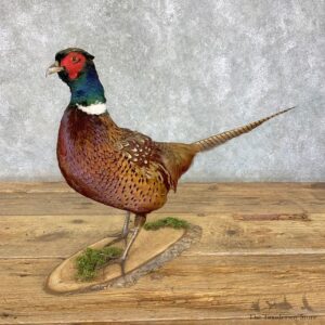 Ringneck Pheasant Bird Mount For Sale #21389 @ The Taxidermy Store