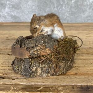 Mouse Life-Size Mount For Sale #22925 @ The Taxidermy Store