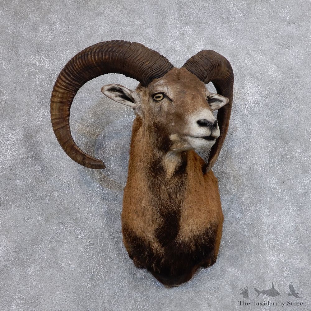 Mouflon Ram Shoulder Mount For Sale #18640 @ The Taxidermy Store