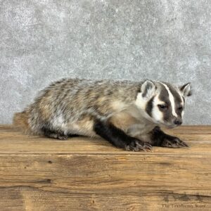 American Badger Life-Size Mount For Sale #22831 @ The Taxidermy Store