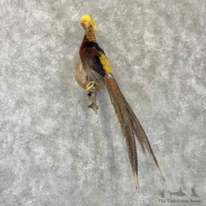 Red Golden Pheasant Bird Mount For Sale #32250 @ The Taxidermy Store