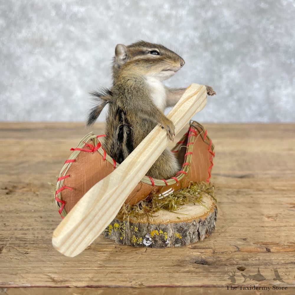 Novelty Chipmunk Mount For Sale #28642 - The Taxidermy Store