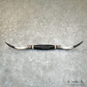 Longhorn Steer Plaque For Sale #26694 @ The Taxidermy Store