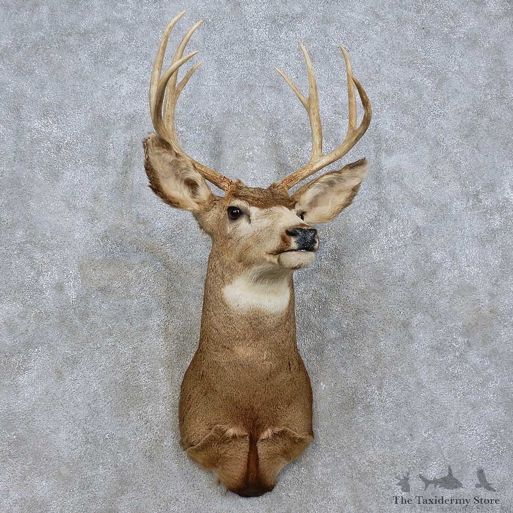 Mule Deer Taxidermy Shoulder Mount For Sale #15808 @ The Taxidermy Store