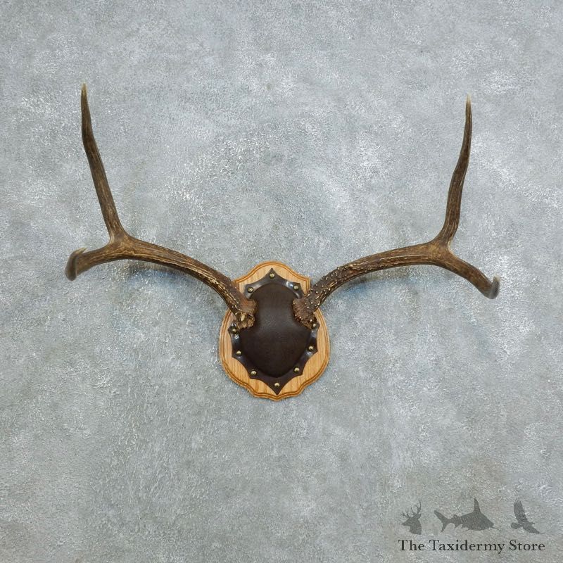 Mule Deer Taxidermy Antler Plaque #18418 For Sale @ The Taxidermy Store