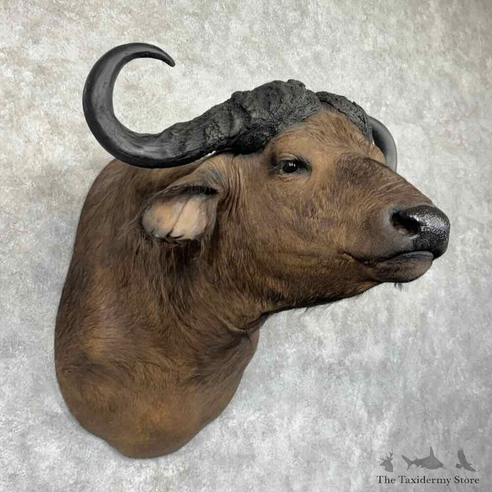 African Cape Buffalo Shoulder Mount For Sale #32163 @ The Taxidermy Store