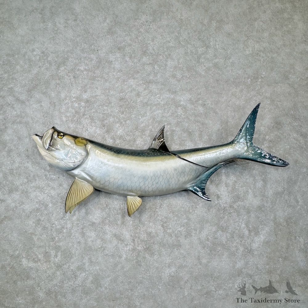 Atlantic Tarpon Fish Mount For Sale #29803 @ The Taxidermy Store