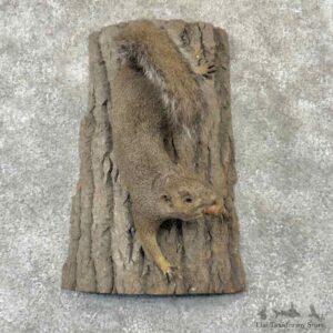 Grey Squirrel Life Size Mount For Sale #32214 @ The Taxidermy Store