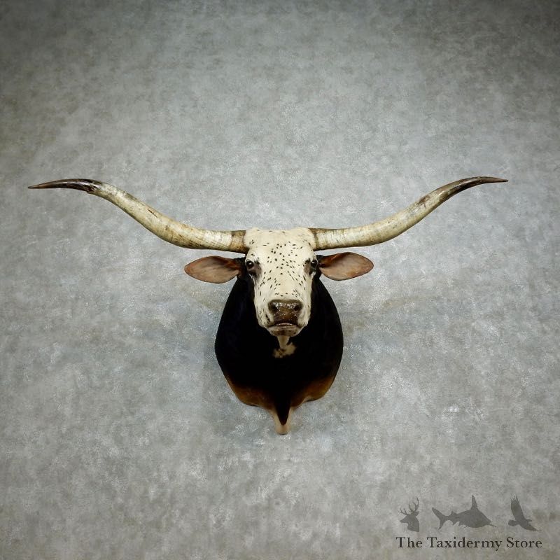 Texas Longhorn Shoulder Mount For Sale #17179 @ The Taxidermy Store