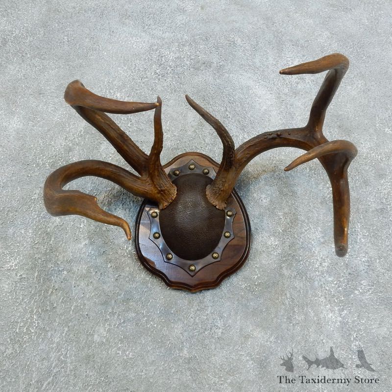 Whitetail Deer Antler Plaque Mount For Sale #18425 @ The Taxidermy Store