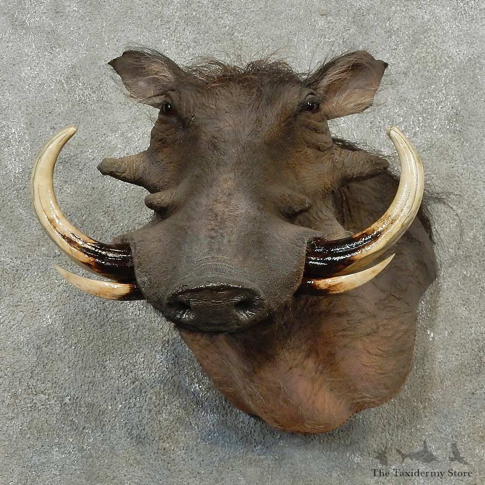 African Warthog Shoulder Mount For Sale #16758 @ The Taxidermy Store